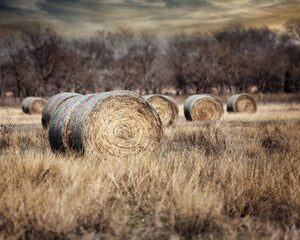 Argyle Hayfield