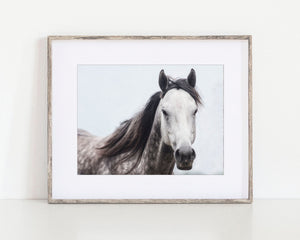 Grey Mare with Pretty Dapples Horse