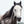 Grey Mare with Pretty Dapples Horse