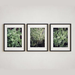 Sunset Studio Kitchen Decor Garden Herbs
