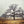Foggy Oak