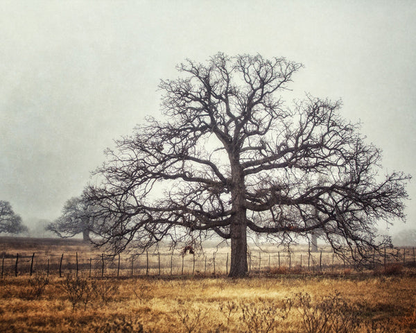 Foggy Oak