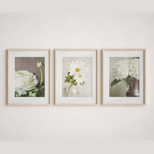 Sunset Studio Nature Photography Ivory Florals 3 with Daisy