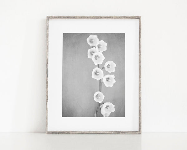 Lily of the Valley | Black and White Minimalist Art