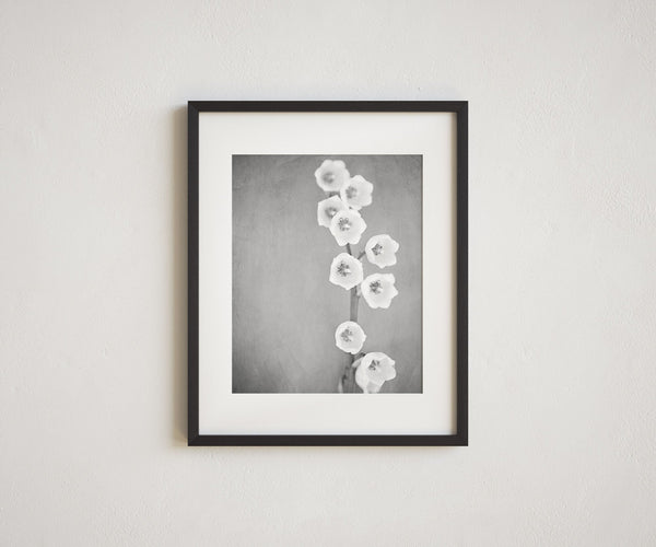 Lily of the Valley | Black and White Minimalist Art