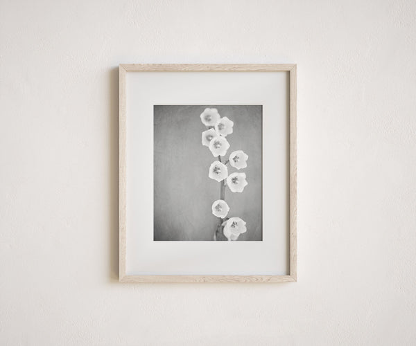 Lily of the Valley | Black and White Minimalist Art